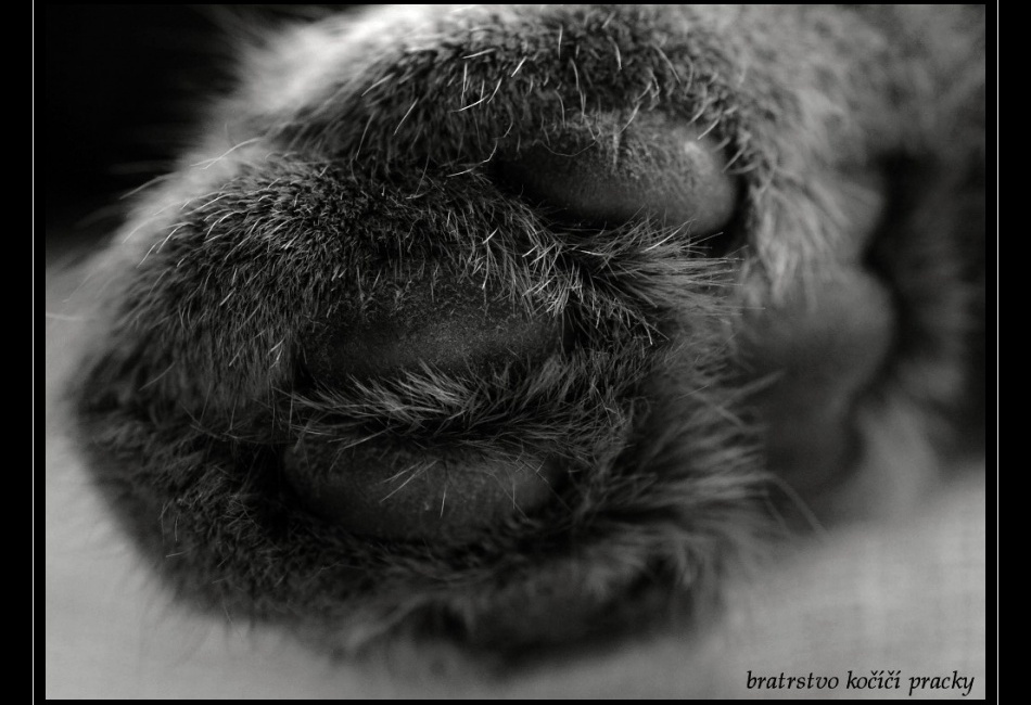 Bratrstvo kocici pracky