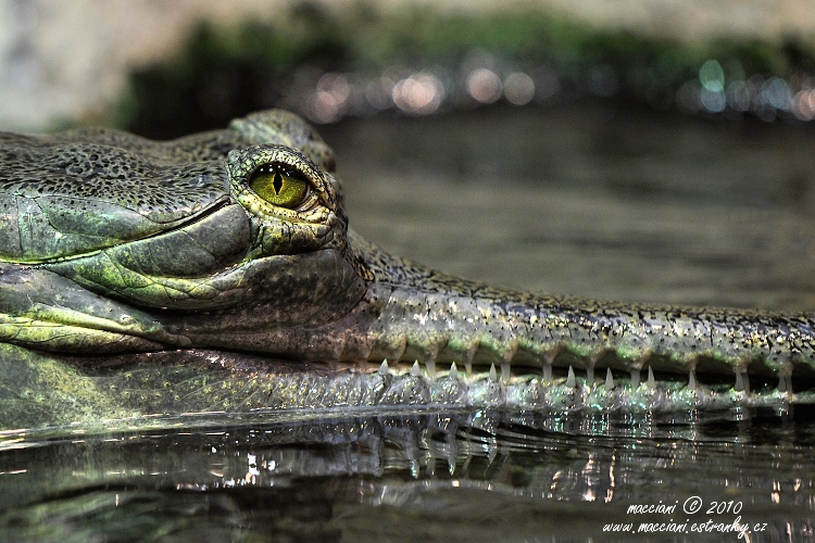 Gaviál Indický
