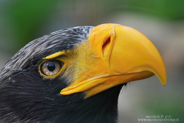 Orel východní Part I.