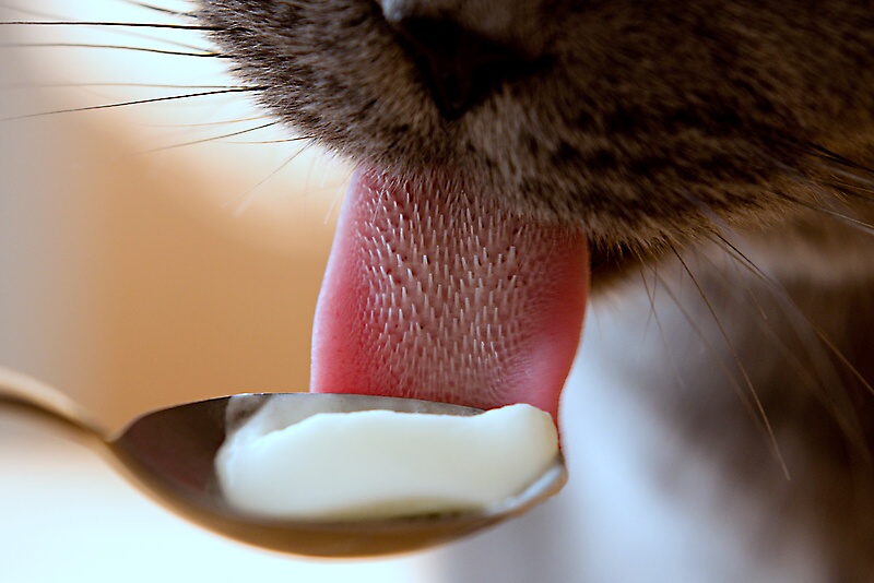 The catś tongue