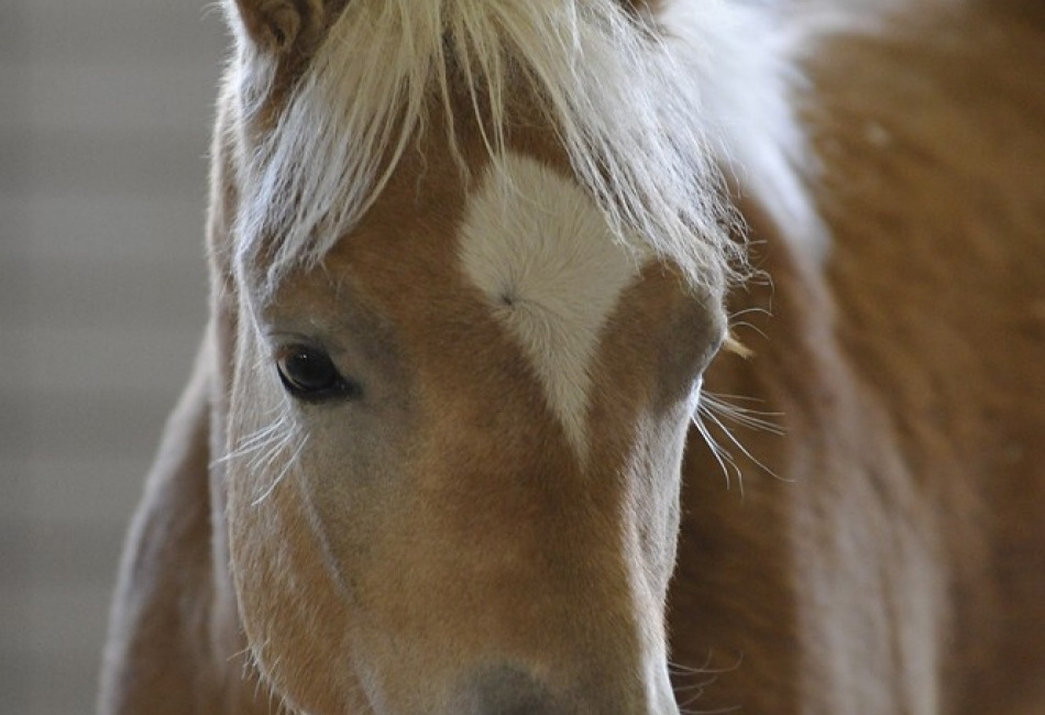 haflingské hříbě