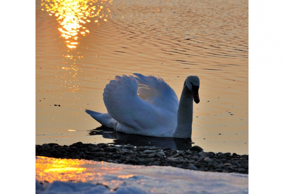 Pycha v labutom podani