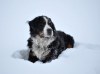psí radovánky ve sněhu