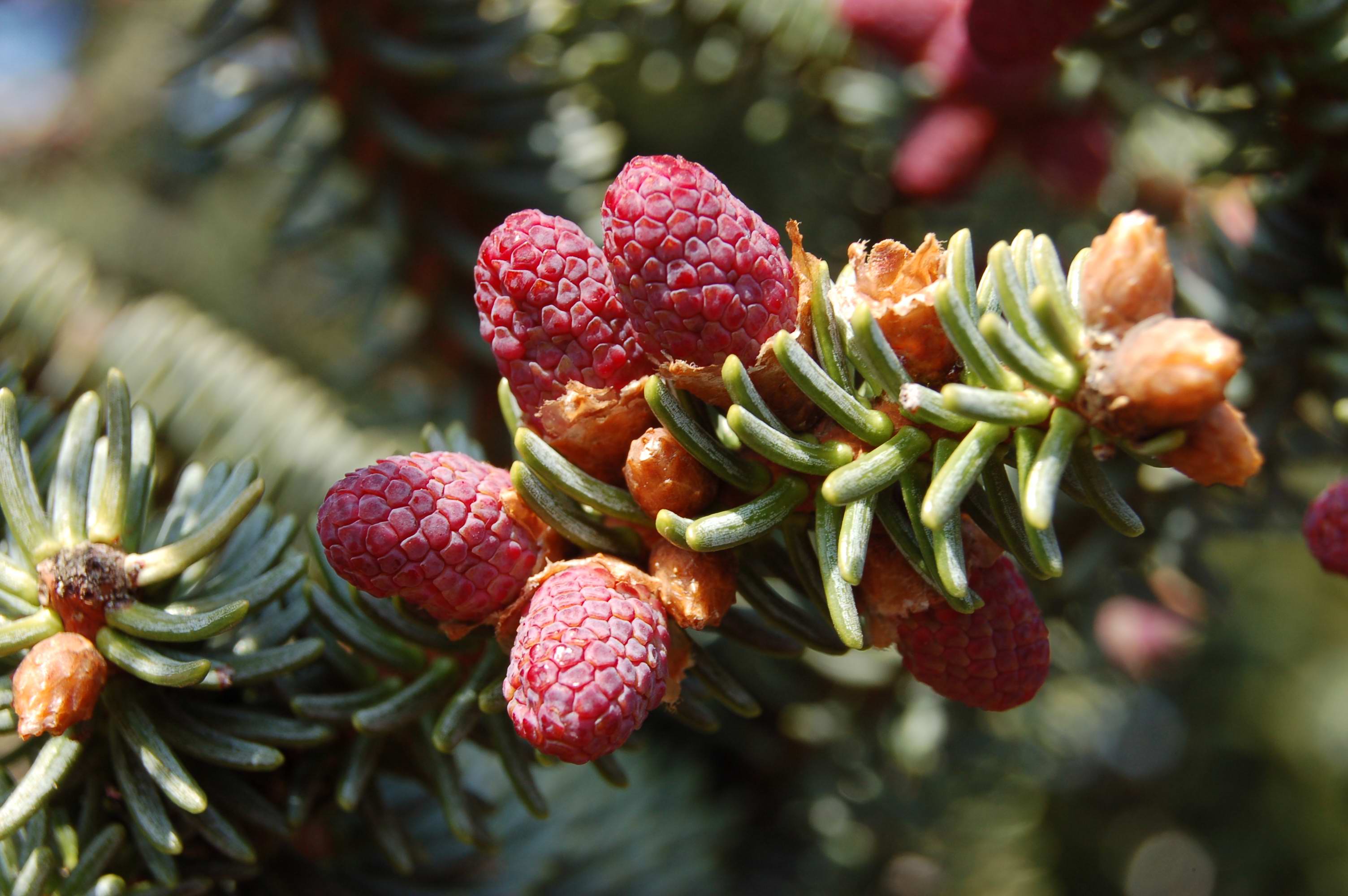 Uplně jako maliny :-)