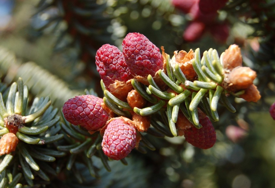 Uplně jako maliny :-)
