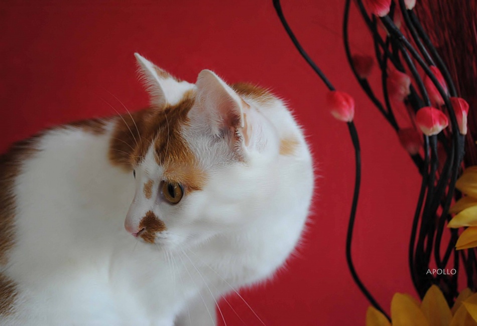 Kocour jménem Kubula