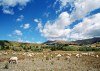 Lago di Compotosto - Lambs, Italy