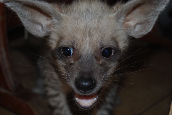 Ahoj, já jsem malá hyenka. 