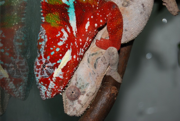 Furcifer Pardalis Ambilobe - chameleón pardálí