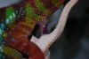 Furcifer Pardalis Ambilobe - chameleón pardálí
