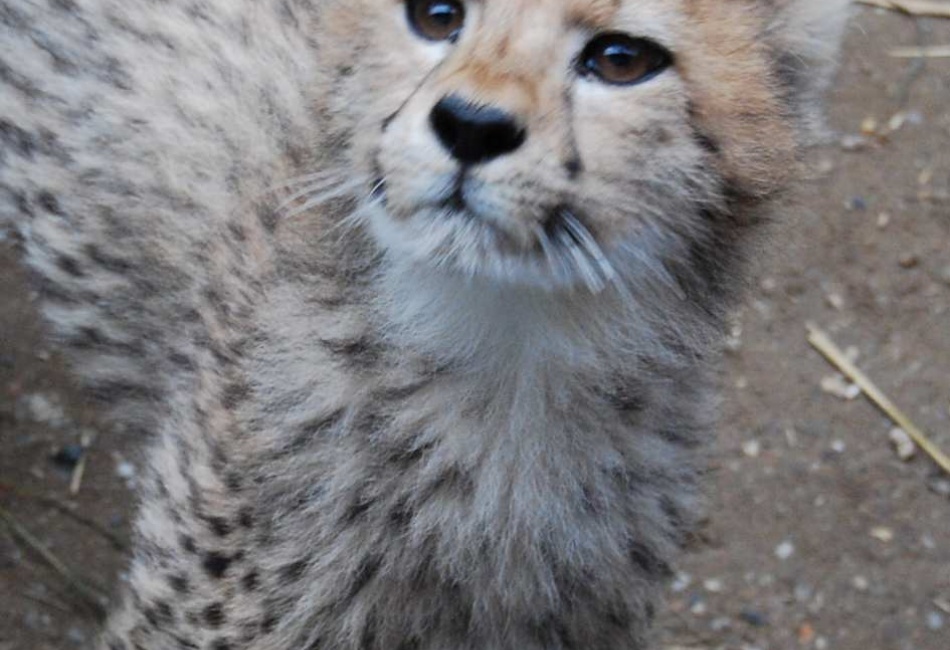 Pěkný objektiv hmmm :-) . Jen seťák, ale gepardovi je to určitě jedno.