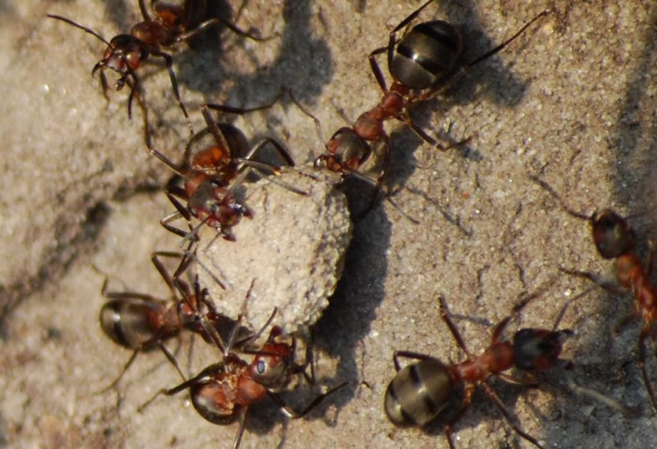 Lesní mravenci