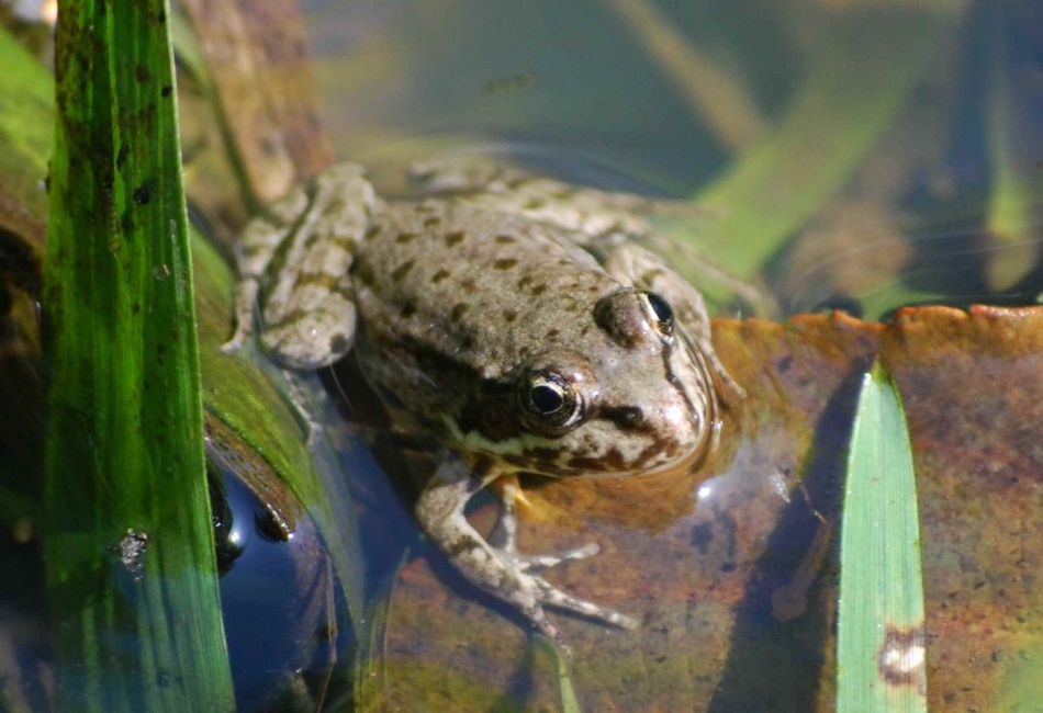 Malý skokan na cestě v louži.