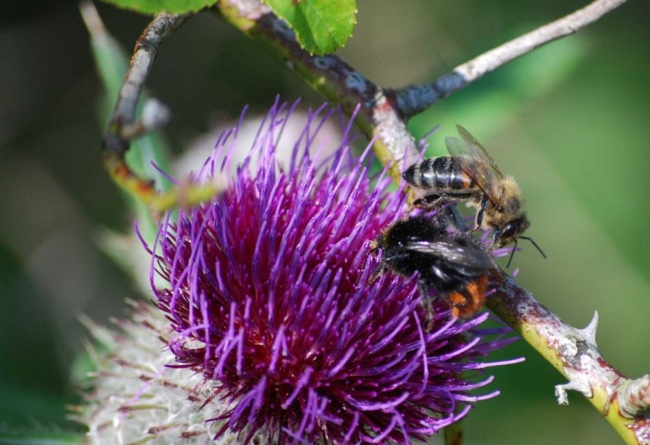 Včela se čmelákem při sběru.
