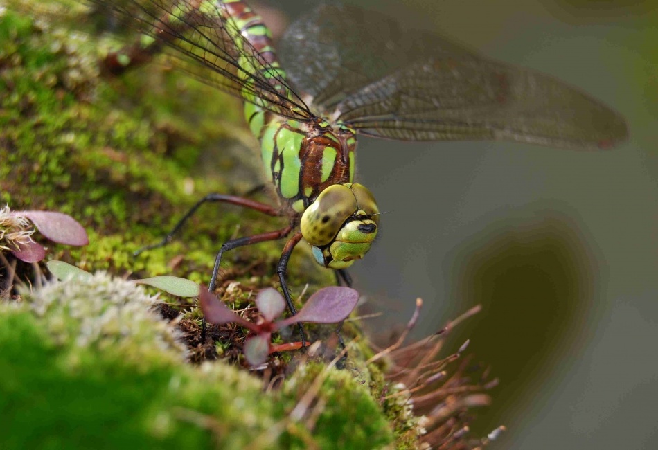 Vážka - detail hlavy