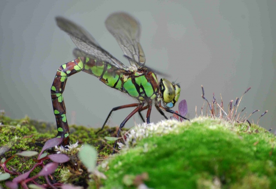 Vážka - pohled z boku