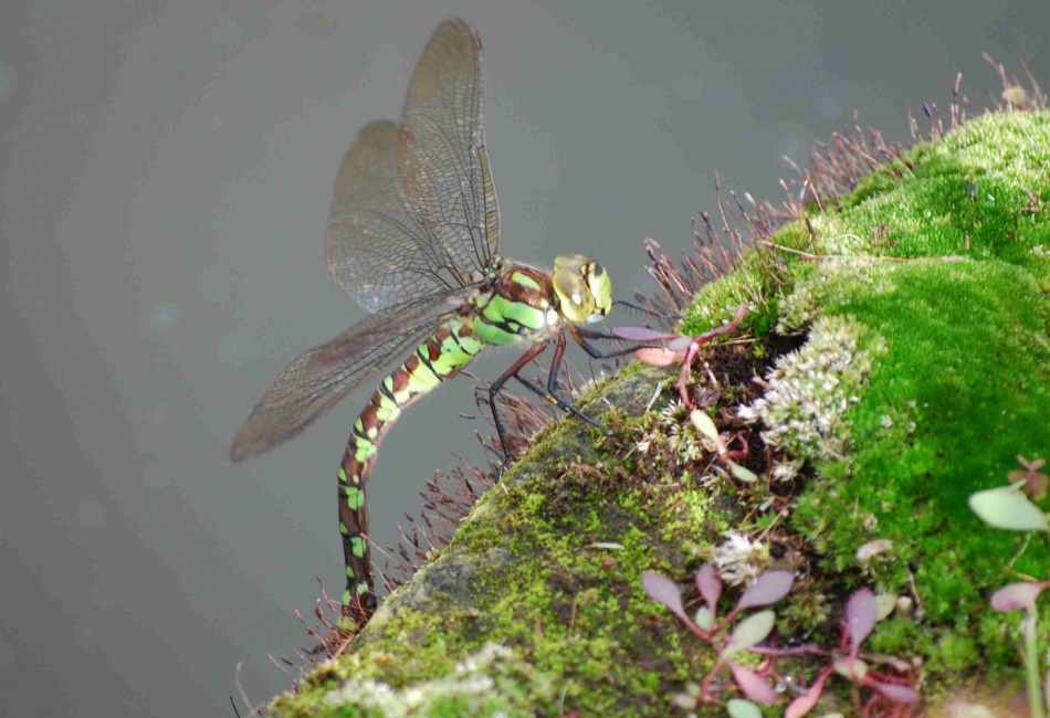 Vážka - při kladení vajíček