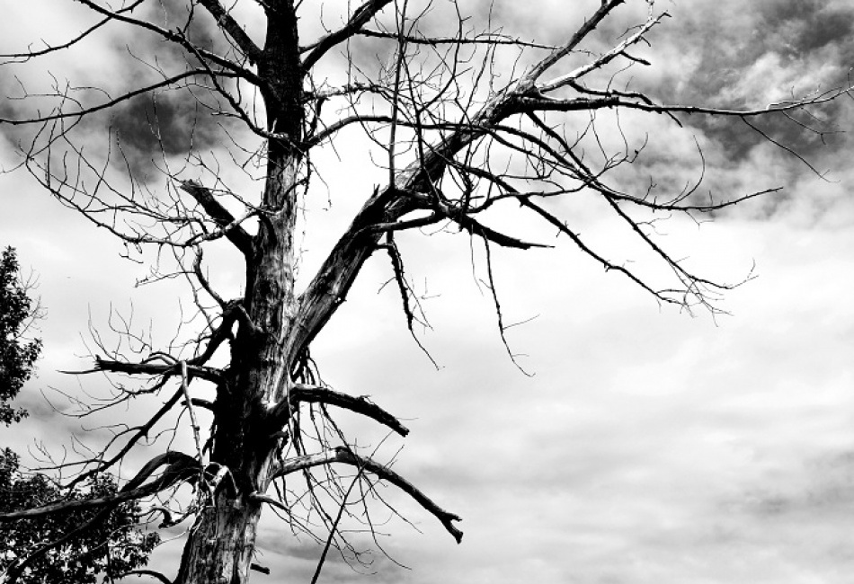 dead tree