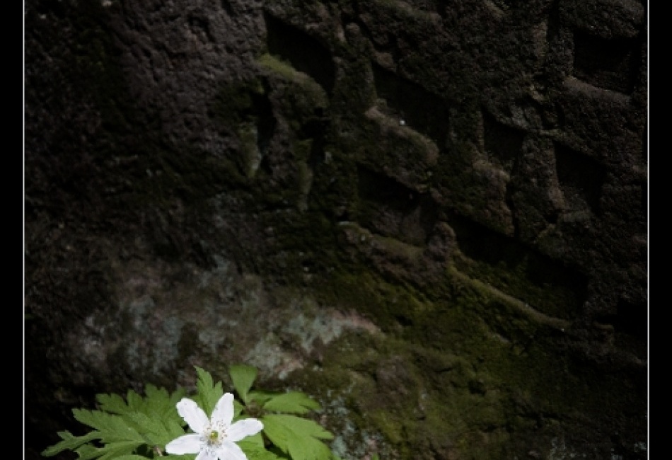 jaro na židovském hřbitově