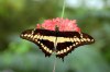 Motyly v Botanicke