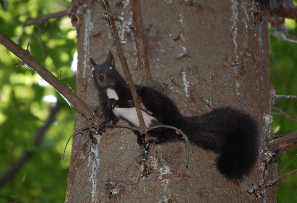 ..veveruška černá...