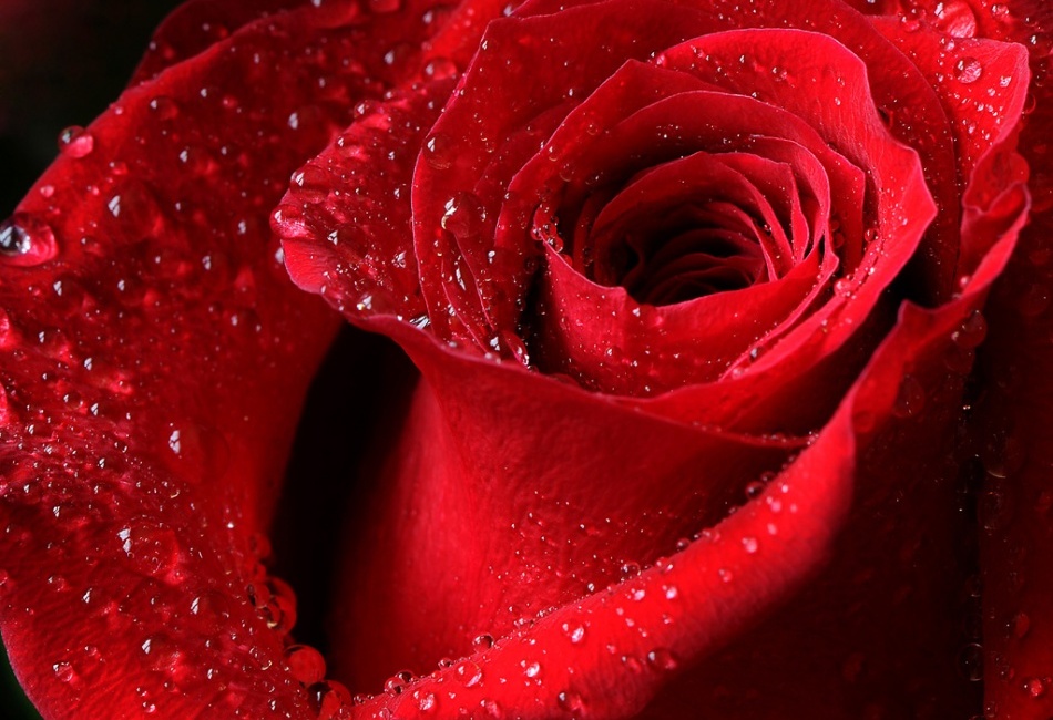 Ruža, mám ich rád....