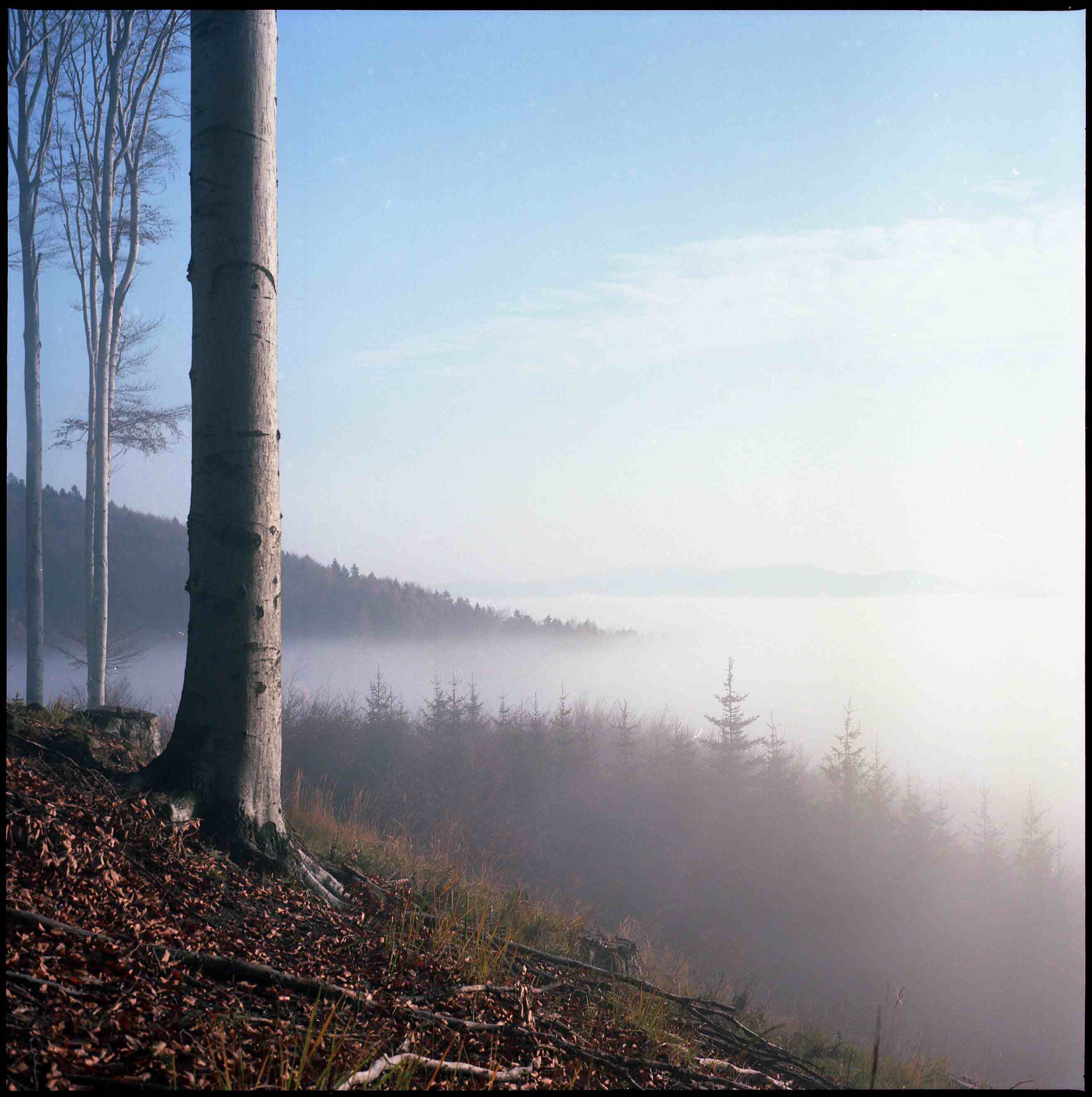 PODZIMNÍ INVERZE , YASHICA D