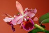 cattleya in living room