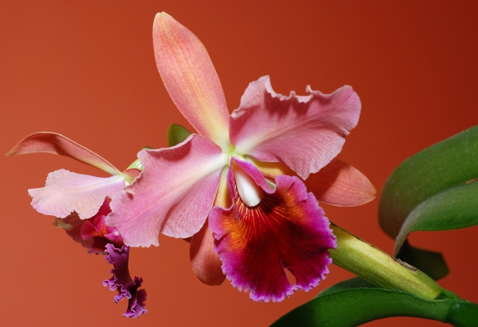 cattleya in living room