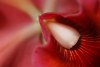 cattleya in living room - macro