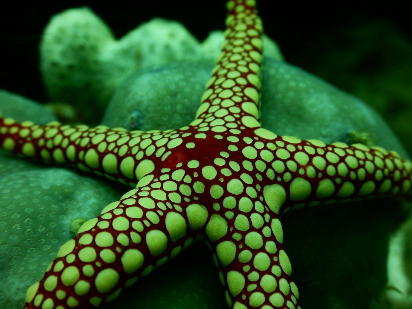 Starfish