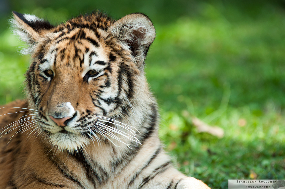 Císařský den 2013