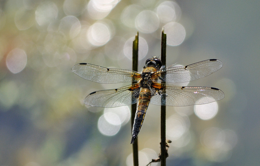 Vážka čtyřskvrnná