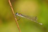 Lestes Sponsa