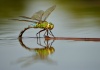 Anax imperator