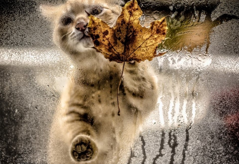 o kočičím podzimu