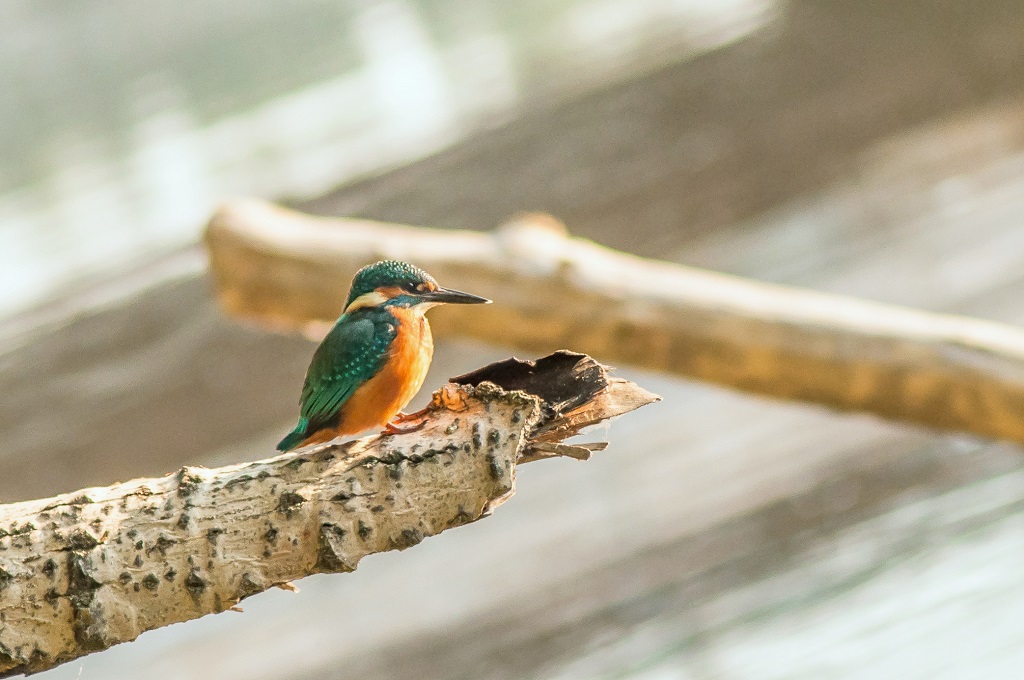 Ledňáček říční