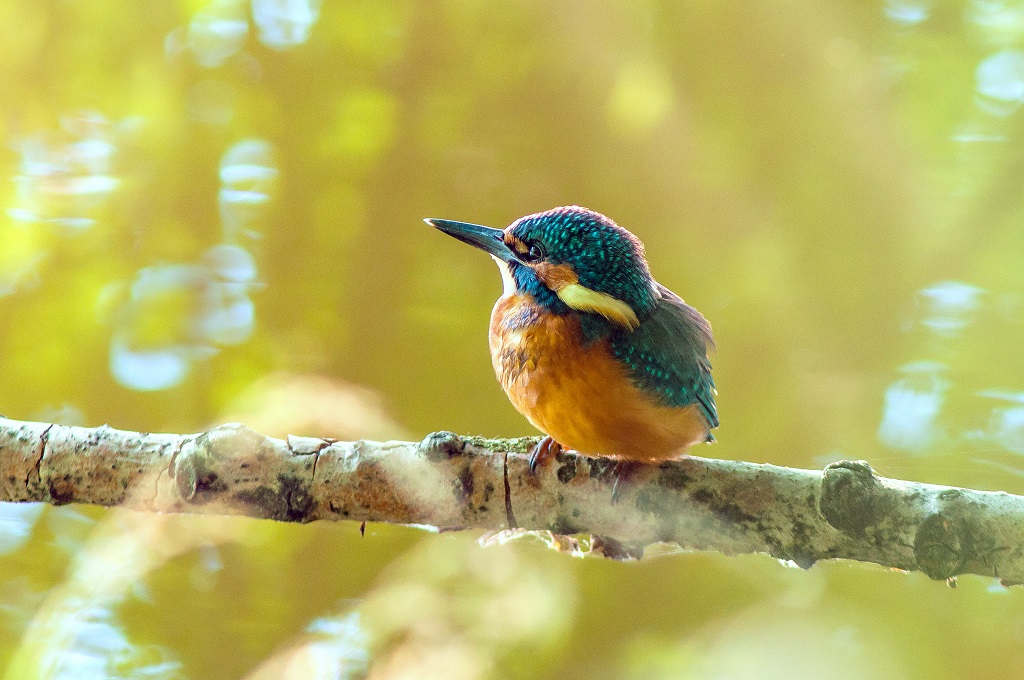 Ledňáček říční