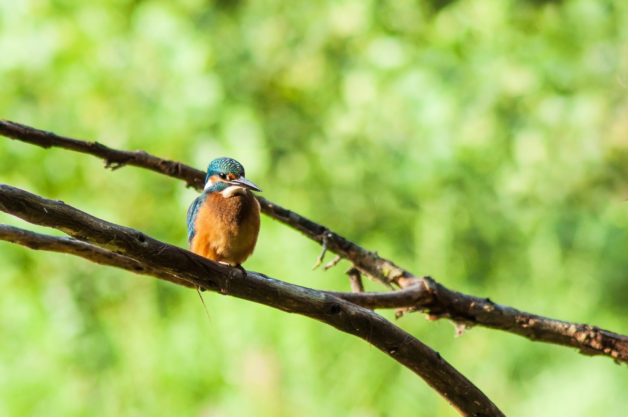 Ledňáček říční II