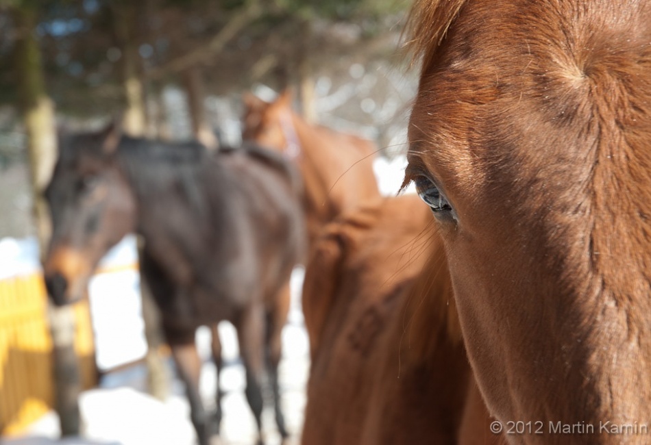 Koně jako věrní následovníci člověka