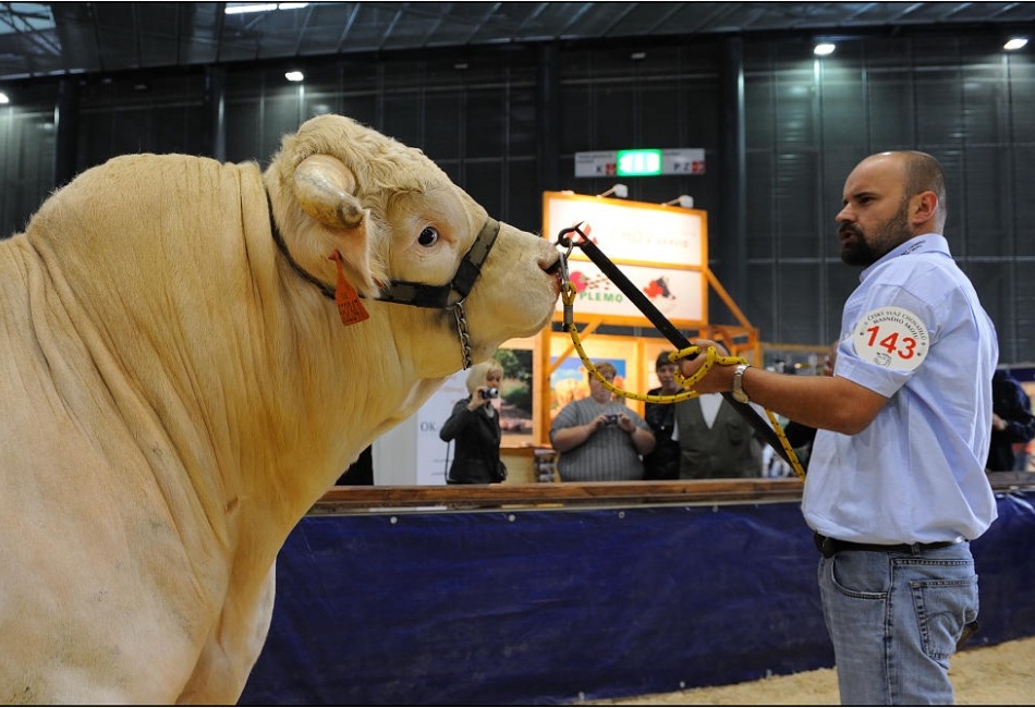 Výstava hospodářských zvířat