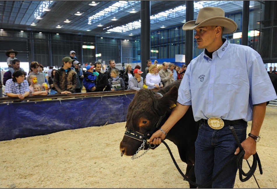 Výstava hospodářských zvířat
