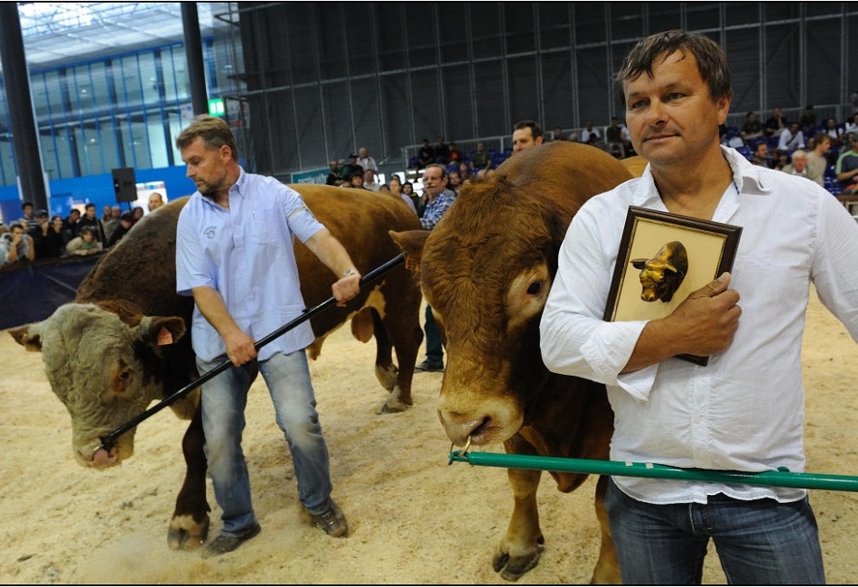 Výstava hospodářských zvířat
