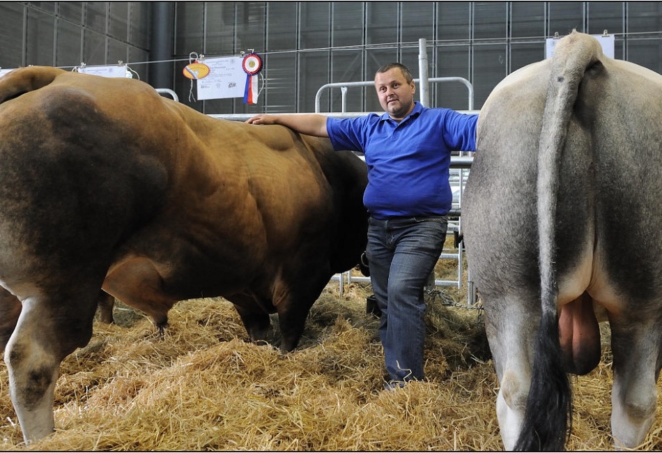Výstava hospodářských zvířat