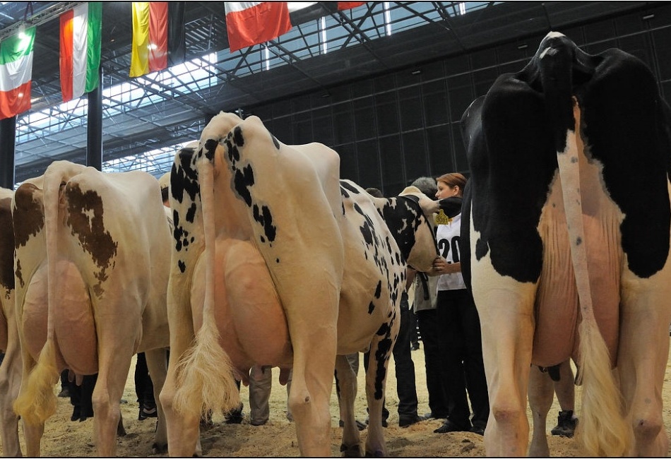 Výstava hospodářských zvířat