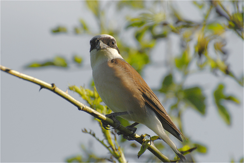 Ťuhýk obecný sameček