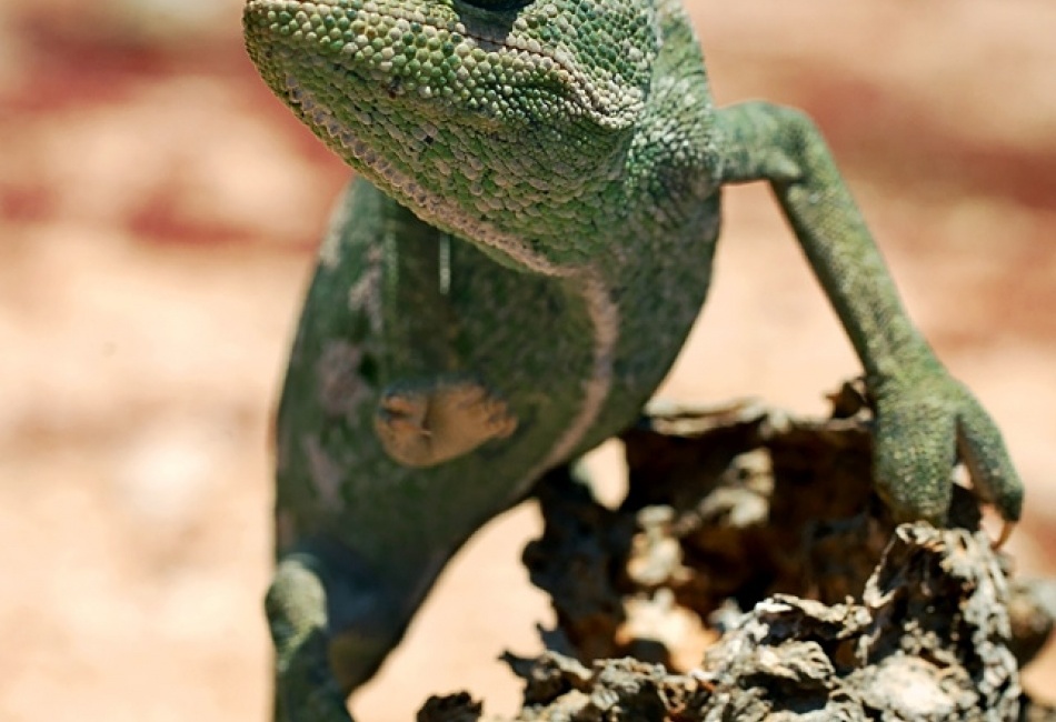 Chameleon na Sahaře
