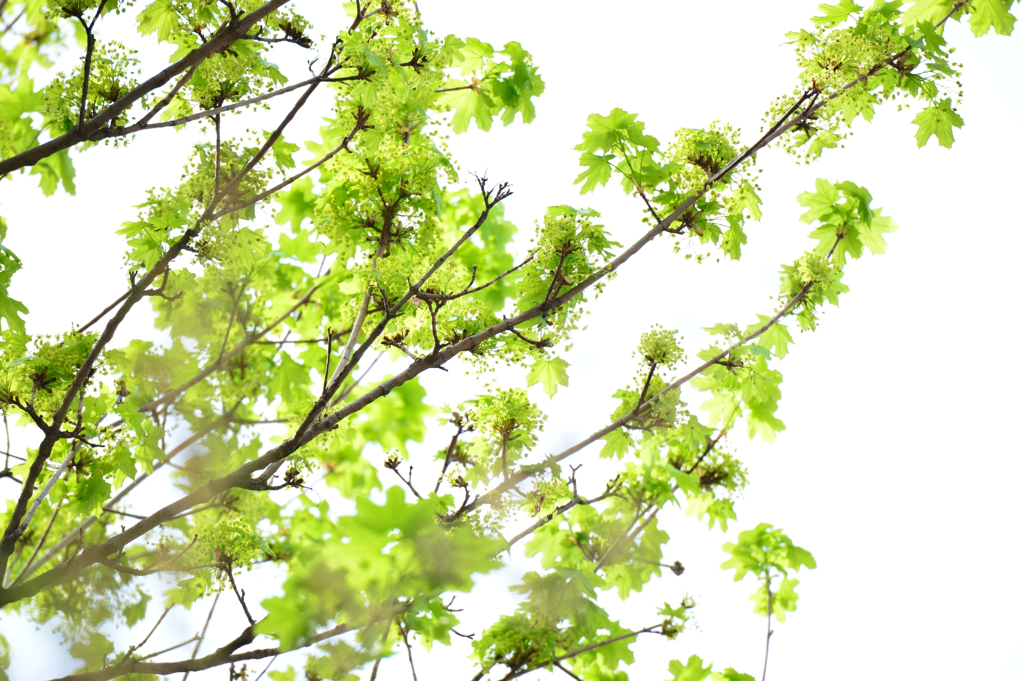 listy v protisvětle