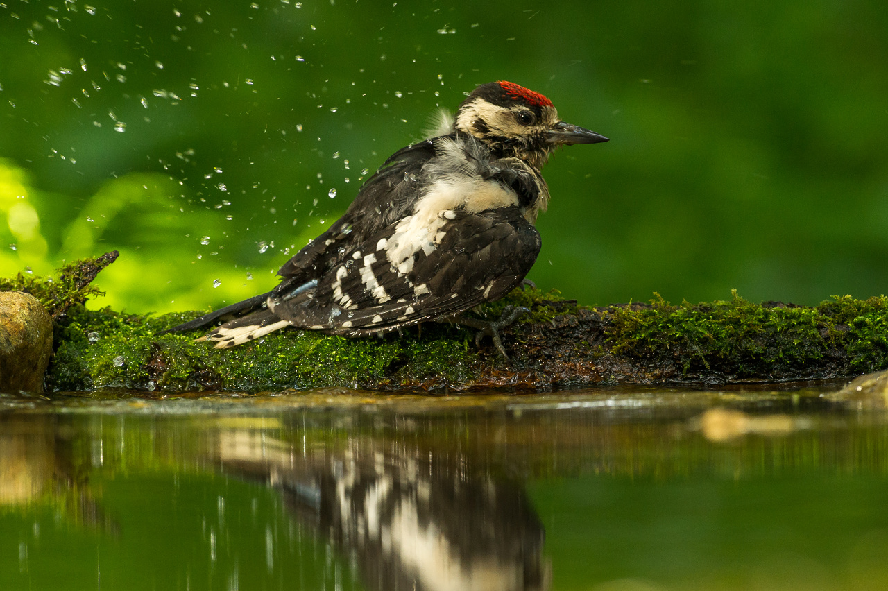 koupající se mládě Strakapouda
