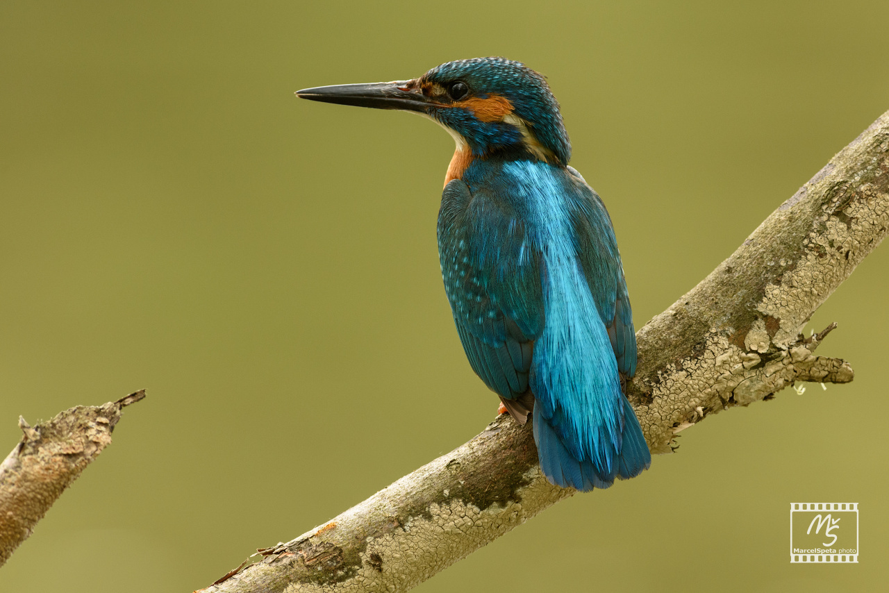 Ledňáček říční